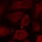 Anti-active Caspase 3 Antibody